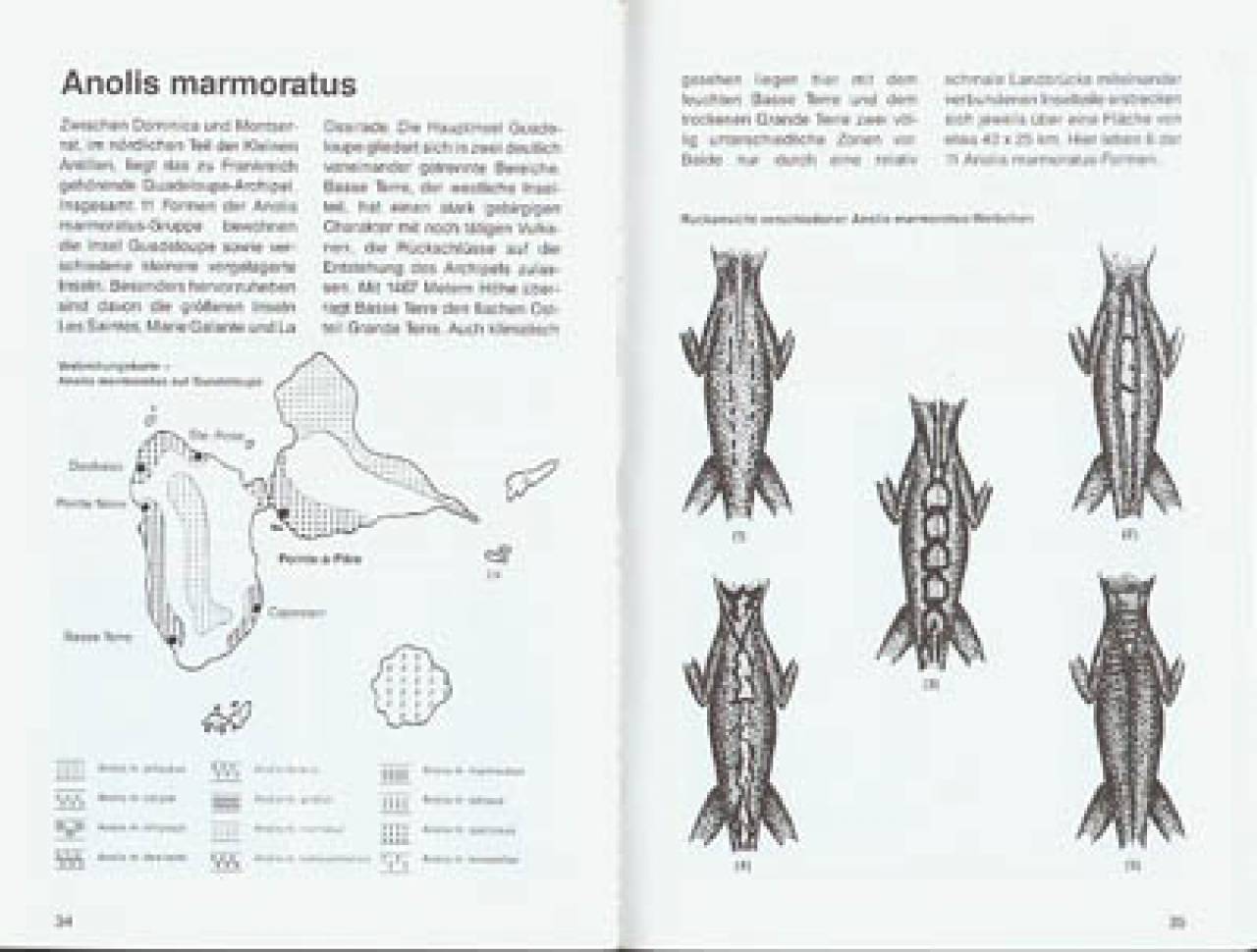 Karibische Anolis